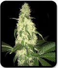 SALE - Afghaniberry - Limited Edition - TH Seeds