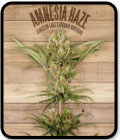 SALE - Amnesia Haze - The Plant Organic Seeds