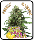 SALE - Auto Crazy Lola - Family Ganjah Seeds