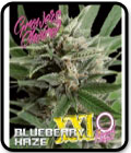 Blueberry Haze XXL Auto