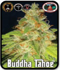 Buddha Tahoe