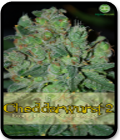 Cheddarwurst 2
