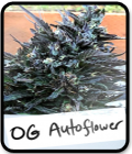 SALE - Geist OG Autoflower - Geist Grow Seeds