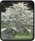 Hashberry