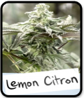 Lemon Citron