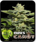 Papa's Candy