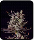 SALE - Purple Haze Auto - Genofarm Seeds