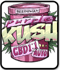 Purple Kush CBD 1:1 Auto
