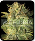 SALE - Sugar Mango Ryder - World of Seeds