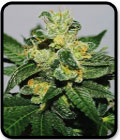 SALE - White Gold - Expert Seeds