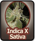 SALE - White Panther - John Sinclair Seeds