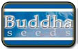 Sementes de Buda