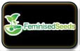 Las semillas feminizadas de la empresa