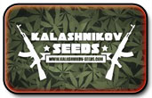 Sementes Kalashnikov
