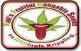 Fecundas semillas de cannabis de Kali