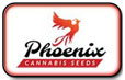 Semena konopí Phoenix