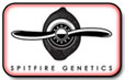 Spitfire genetika