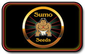 Benih sumo