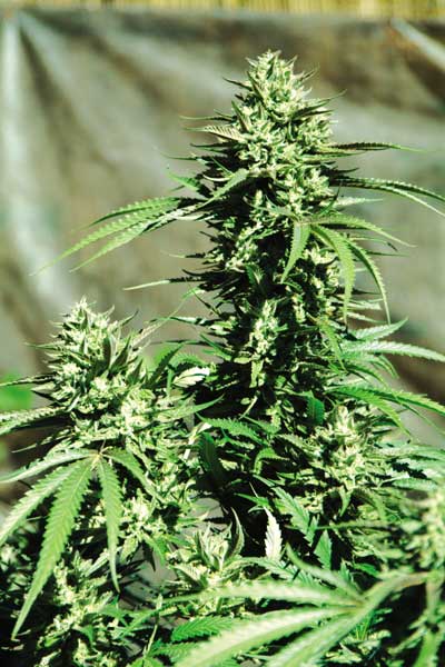 加州野火 翡翠三角种子的隐身大麻种子交货的专家 隐身种子