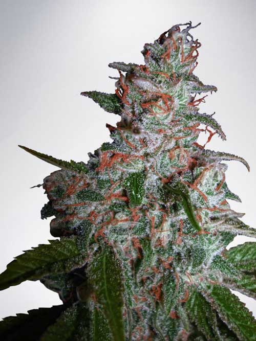 Северное сияние семена конопляные легализация марихуаны на ямайке